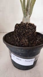 Planta Simples 3066 – 30cm – 02 anos - Imagem 7