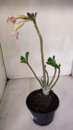 Planta Simples 3066 – 30cm – 02 anos - Imagem 5