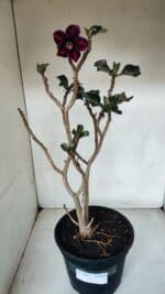 Planta Simples 3067 – 50cm – 03 anos - Imagem 2