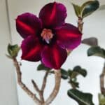 Planta Simples 3067 – 50cm – 03 anos