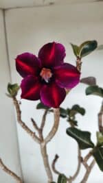 Planta Simples 3067 – 50cm – 03 anos