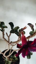 Planta Simples 3067 – 50cm – 03 anos - Imagem 4