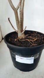 Planta Simples 3067 – 50cm – 03 anos - Imagem 7