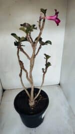 Planta Simples 3067 – 50cm – 03 anos - Imagem 6