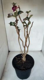 Planta Simples 3067 – 50cm – 03 anos - Imagem 5