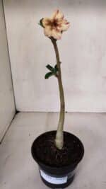 Planta Simples 3068 – 30cm – 02 anos - Imagem 2