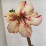 Planta Simples 3068 – 30cm – 02 anos