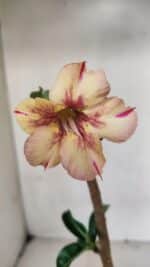 Planta Simples 3068 – 30cm – 02 anos