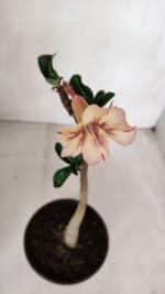 Planta Simples 3068 – 30cm – 02 anos - Imagem 4