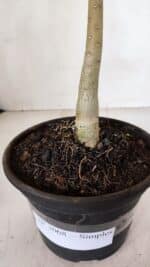 Planta Simples 3068 – 30cm – 02 anos - Imagem 6