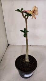 Planta Simples 3068 – 30cm – 02 anos - Imagem 5