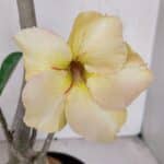 Planta Simples 3069 – 40cm – 03 anos