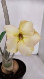 Planta Simples 3069 – 40cm – 03 anos