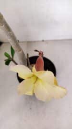 Planta Simples 3069 – 40cm – 03 anos - Imagem 4