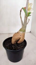 Planta Simples 3069 – 40cm – 03 anos - Imagem 7