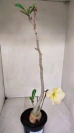 Planta Simples 3069 – 40cm – 03 anos - Imagem 6