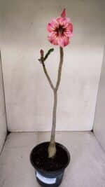 Planta Simples 3070 – 30cm – 02 anos - Imagem 2