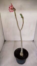 Planta Simples 3070 – 30cm – 02 anos - Imagem 4