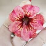 Planta Simples 3070 – 30cm – 02 anos