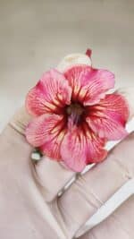 Planta Simples 3070 – 30cm – 02 anos