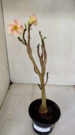 Planta Simples 3071 – 35cm – 03 anos - Imagem 2