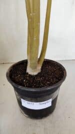 Planta Simples 3072 – 35cm – 03 anos - Imagem 7