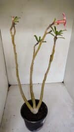 Planta Simples 3072 – 35cm – 03 anos - Imagem 5