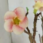 Planta Simples 3071 – 35cm – 03 anos