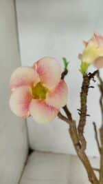 Planta Simples 3071 – 35cm – 03 anos