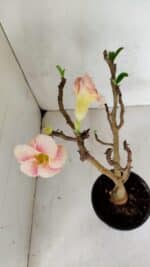 Planta Simples 3071 – 35cm – 03 anos - Imagem 4