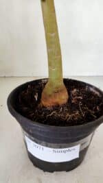 Planta Simples 3071 – 35cm – 03 anos - Imagem 7