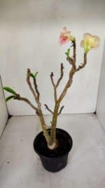 Planta Simples 3071 – 35cm – 03 anos - Imagem 6