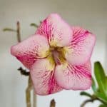 Planta Simples 3072 – 35cm – 03 anos