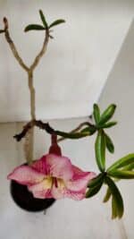 Planta Simples 3072 – 35cm – 03 anos - Imagem 4