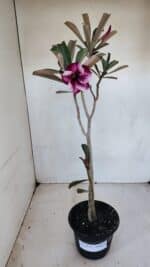 Planta Simples 3074 – 35cm – 03 anos - Imagem 2