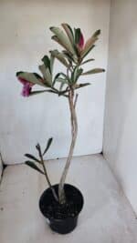 Planta Simples 3074 – 35cm – 03 anos - Imagem 5