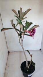 Planta Simples 3074 – 35cm – 03 anos - Imagem 4