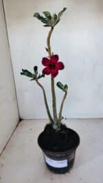 Planta Simples 3075 – 30cm – 02 anos - Imagem 2