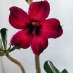 Planta Simples 3075 – 30cm – 02 anos