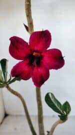 Planta Simples 3075 – 30cm – 02 anos