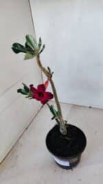 Planta Simples 3075 – 30cm – 02 anos - Imagem 4