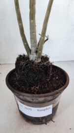 Planta Simples 3075 – 30cm – 02 anos - Imagem 7