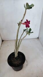 Planta Simples 3075 – 30cm – 02 anos - Imagem 5