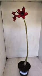 Planta Simples 3076 – 35cm – 03 anos - Imagem 2