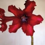 Planta Simples 3076 – 35cm – 03 anos