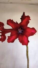 Planta Simples 3076 – 35cm – 03 anos