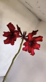 Planta Simples 3076 – 35cm – 03 anos - Imagem 4