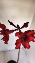 Planta Simples 3076 – 35cm – 03 anos - Imagem 5