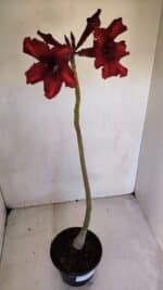 Planta Simples 3076 – 35cm – 03 anos - Imagem 7