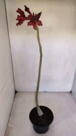 Planta Simples 3076 – 35cm – 03 anos - Imagem 6